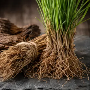 نت خس خس (وتیور) | رایحه خس خس (وتیور) در عطر