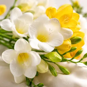 فریزیا