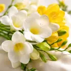فریزیا